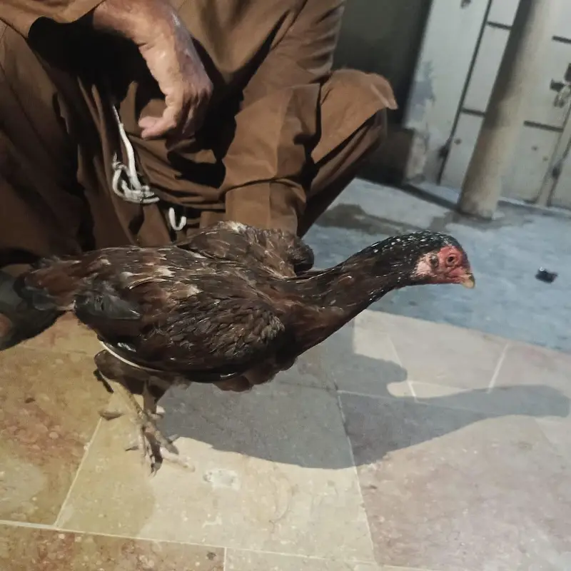 Pure Aseel Mianwali Naseel — photo 6