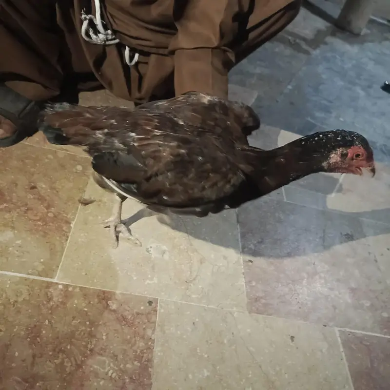 Pure Aseel Mianwali Naseel — photo 7