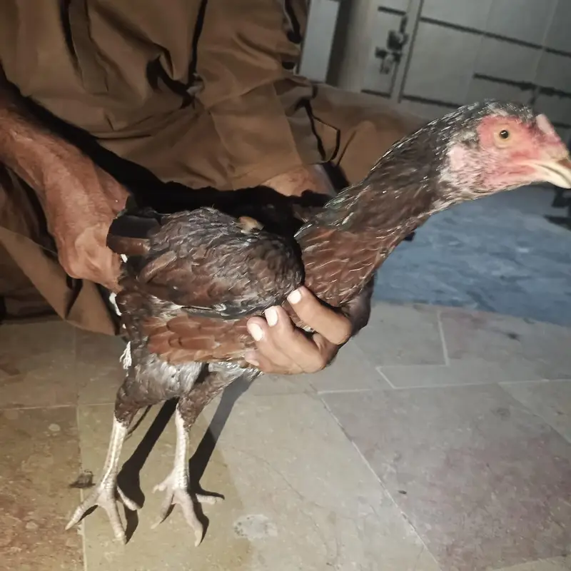 Pure Aseel Mianwali Naseel — photo 8