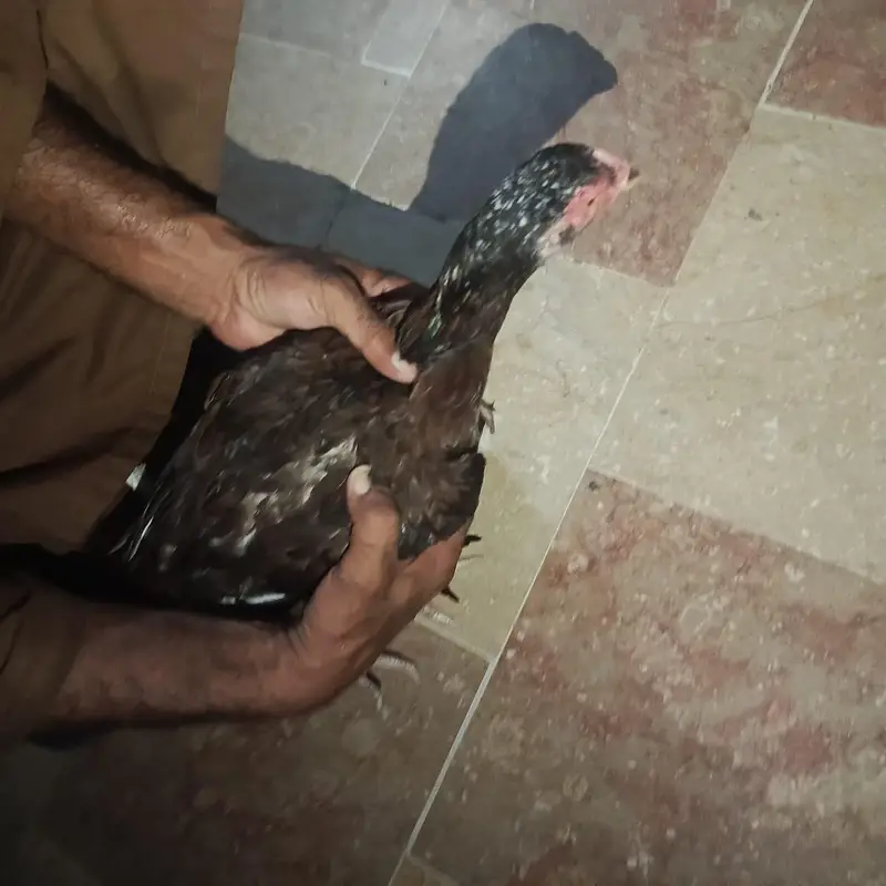 Pure Aseel Mianwali Naseel — photo 9