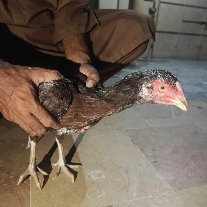 Pure Aseel Mianwali Naseel — photo 10