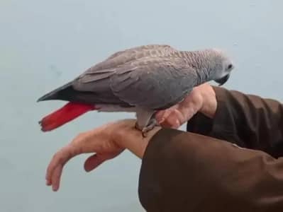 African grey parrot for sale Whatsapp no 0326 8751284