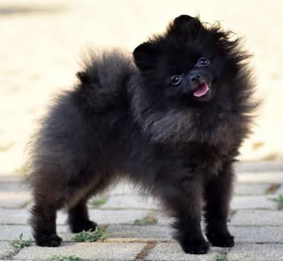 pomeranian female pedigre microchiped