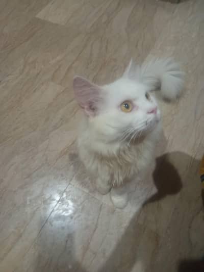 Turkish Angora Male Cat | Best for Breeding