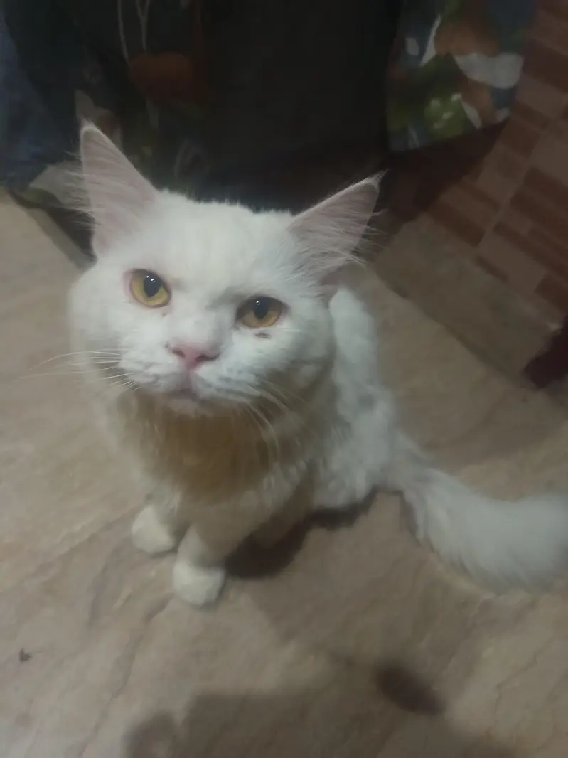 Turkish Angora Male Cat | Best for Breeding — photo 2