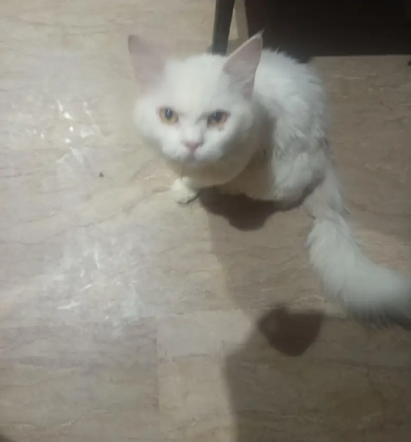 Turkish Angora Male Cat | Best for Breeding — photo 3
