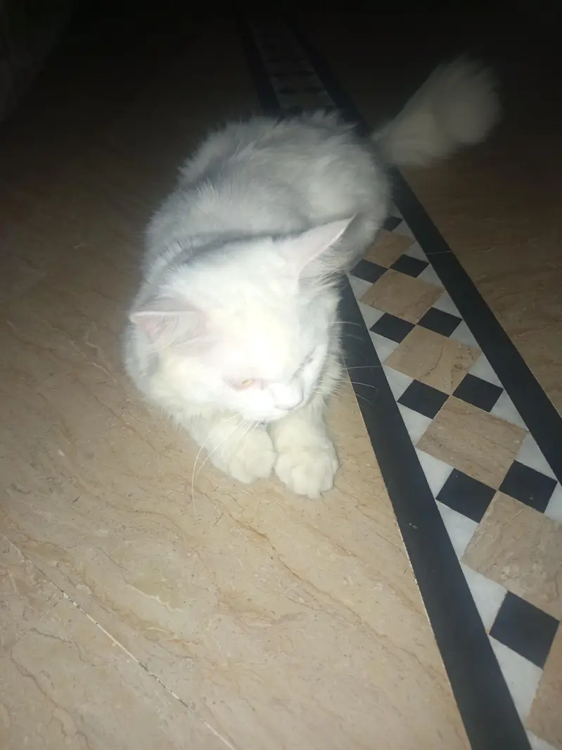 Turkish Angora Male Cat | Best for Breeding — photo 4