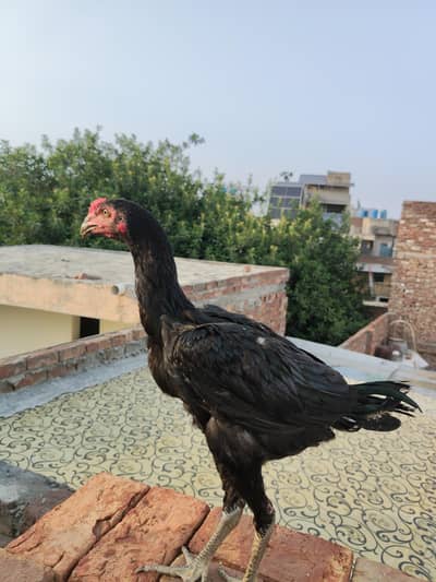 Panis Pakoya Aseel.