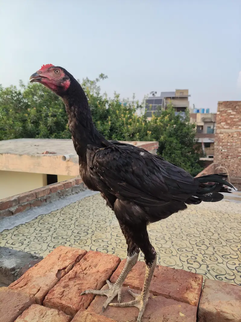 Panis Pakoya Aseel. — photo 2