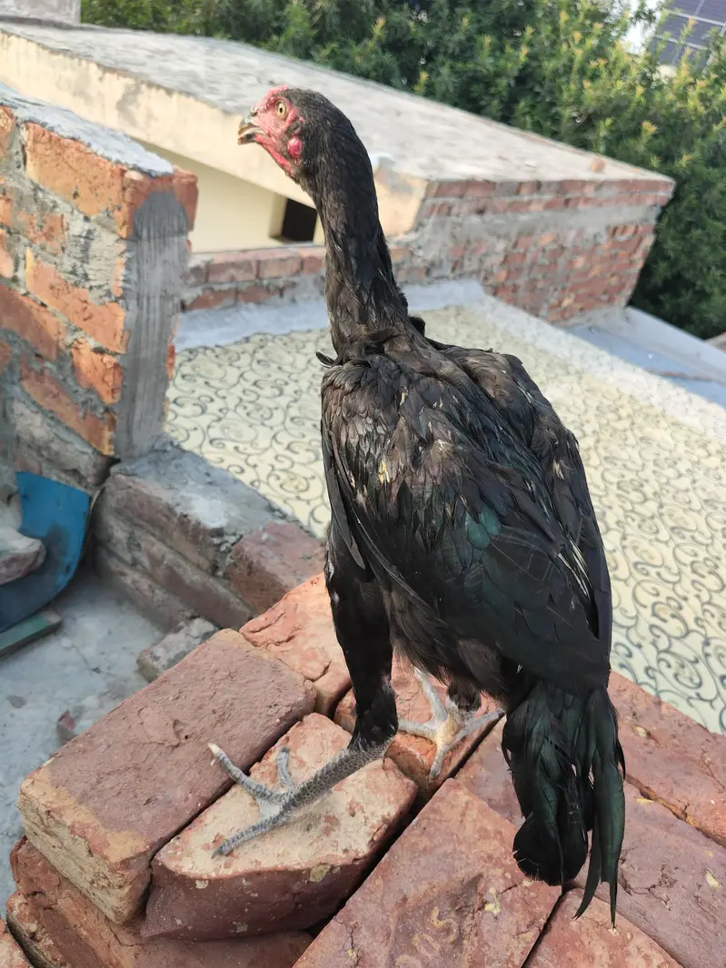 Panis Pakoya Aseel. — photo 3