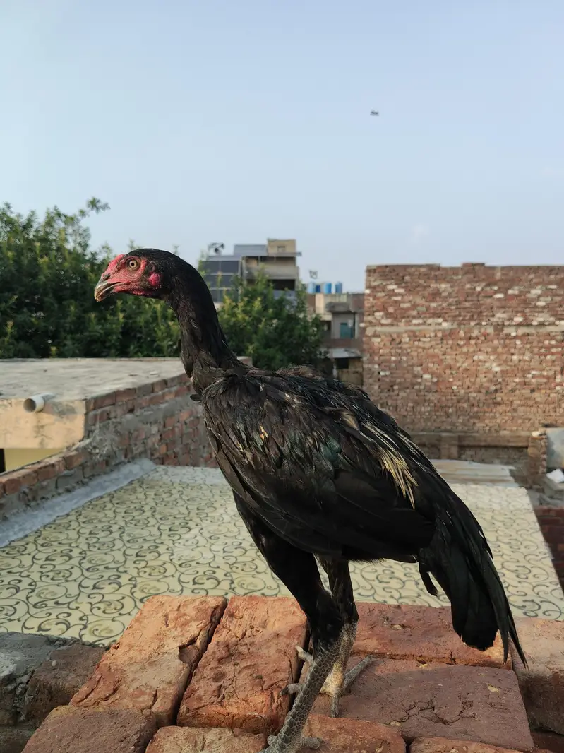 Panis Pakoya Aseel. — photo 4