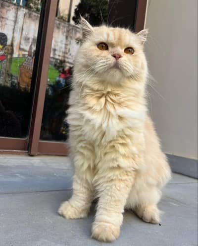 Persian Triple-Coated Brown Female Kitten|Cat WhatsApp 03002904275