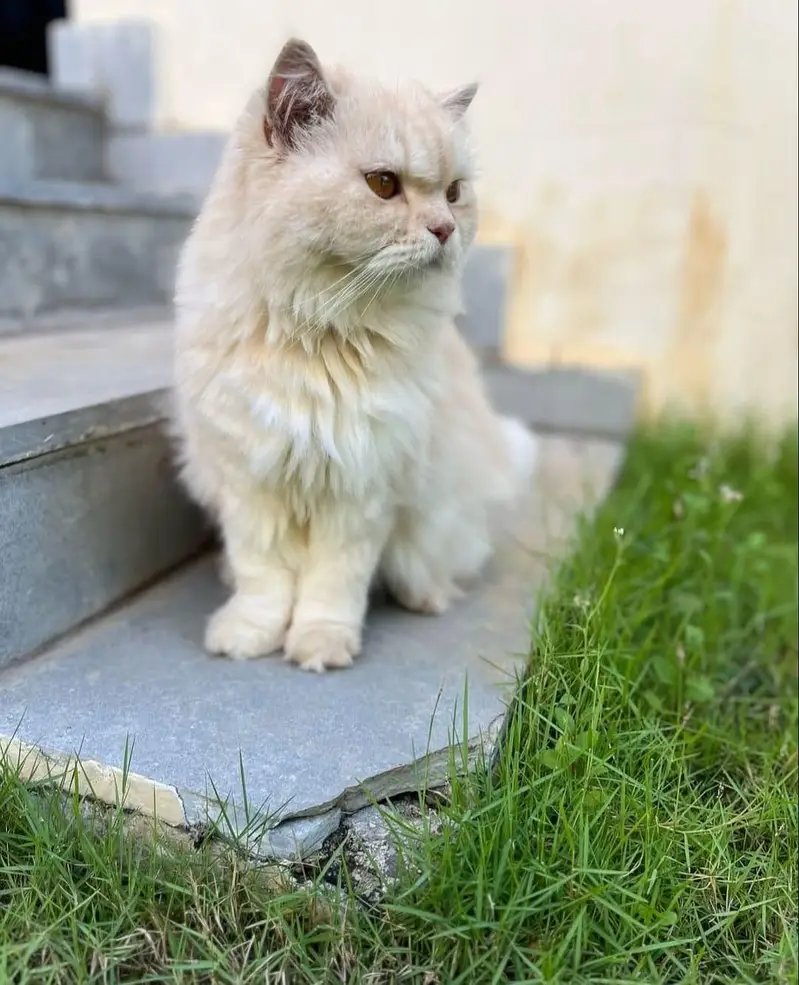 Persian Triple-Coated Brown Female Kitten|Cat WhatsApp 03002904275 — photo 2