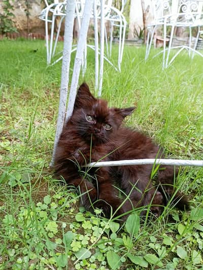 Black triple coated kitten