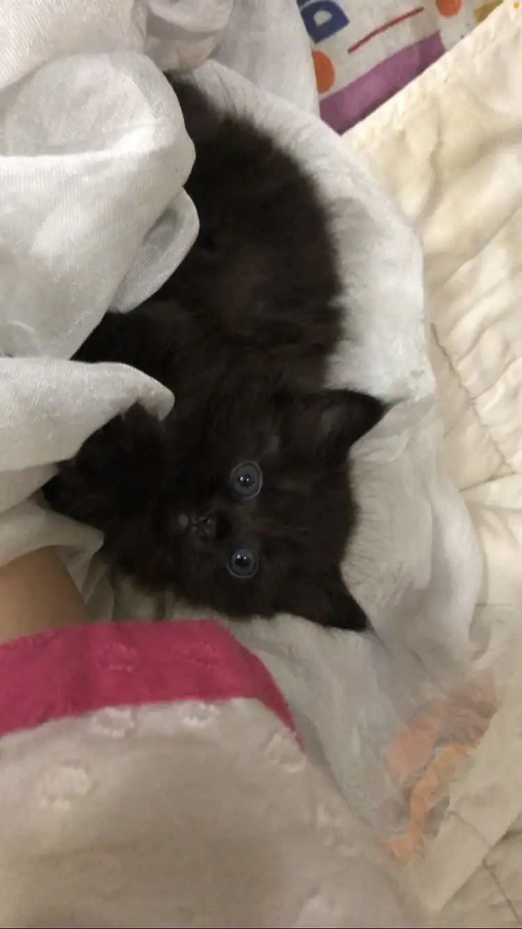 Black triple coated kitten — photo 2