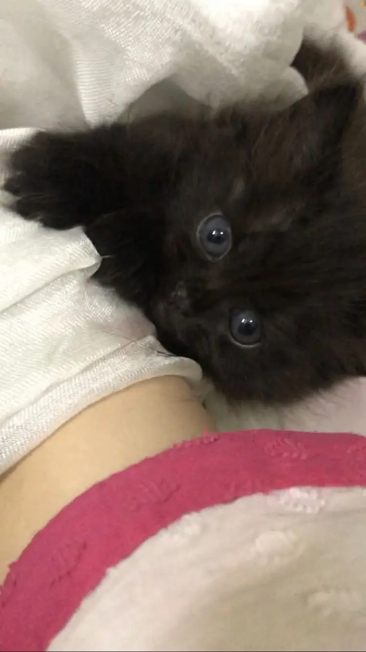 Black triple coated kitten — photo 3