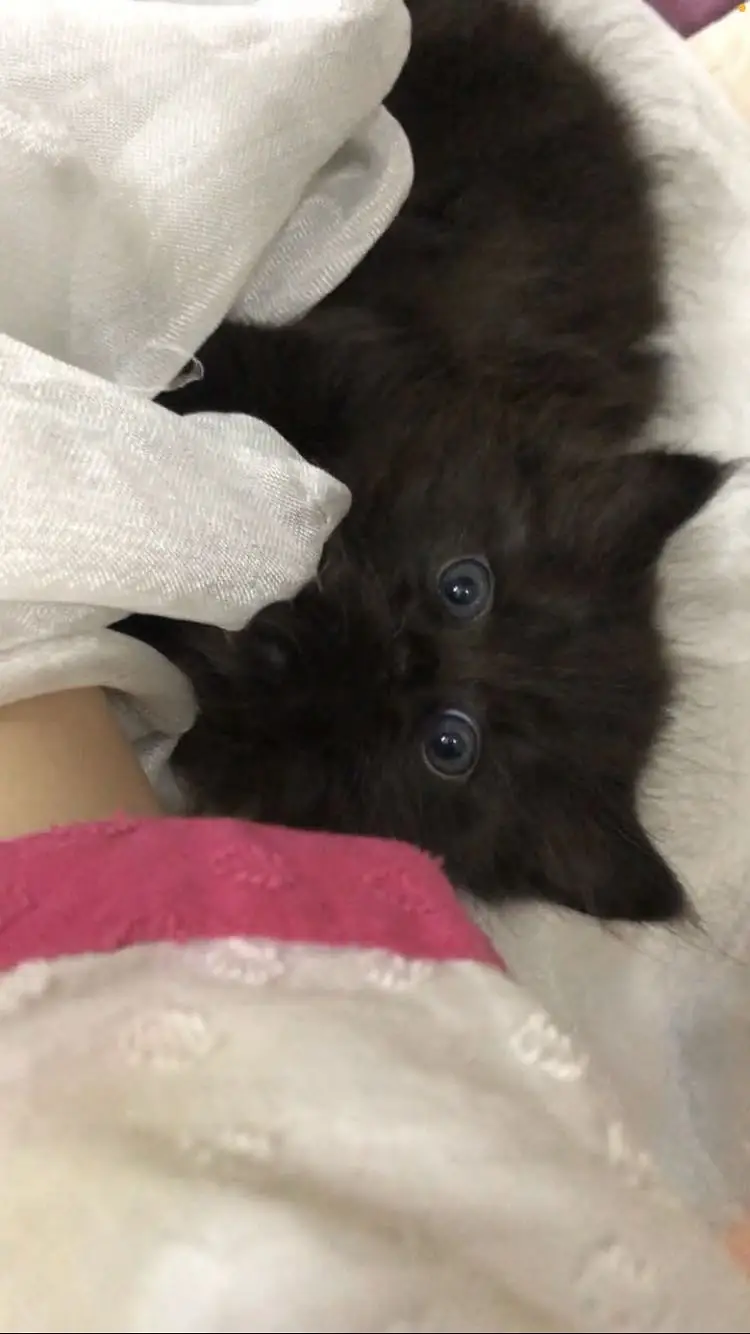 Black triple coated kitten — photo 4