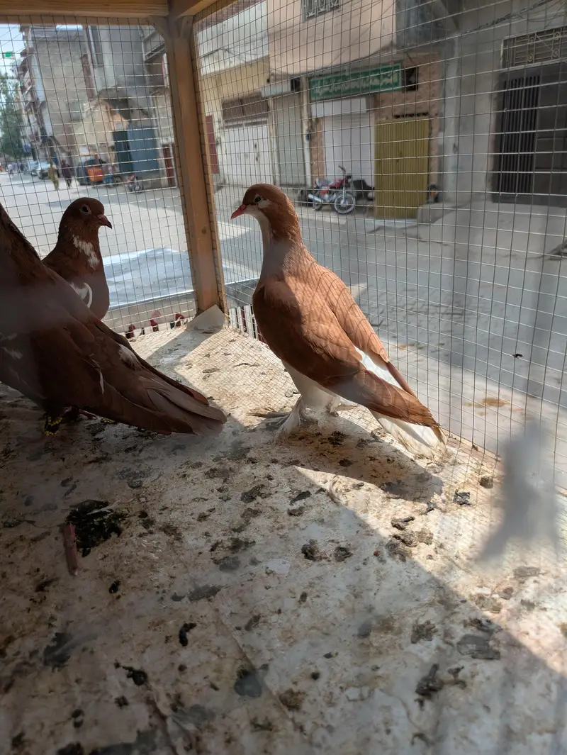 Sherazi peigon Urgent sale — photo 6