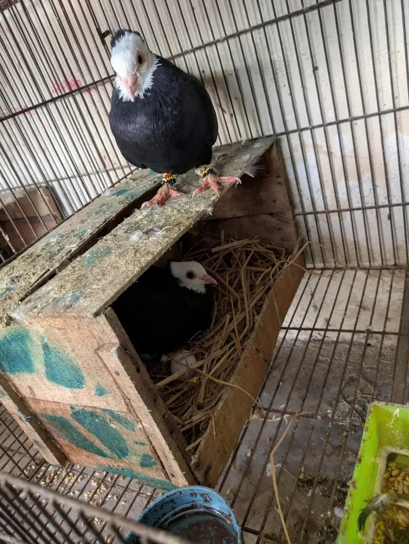 Sherazi peigon Urgent sale — photo 7