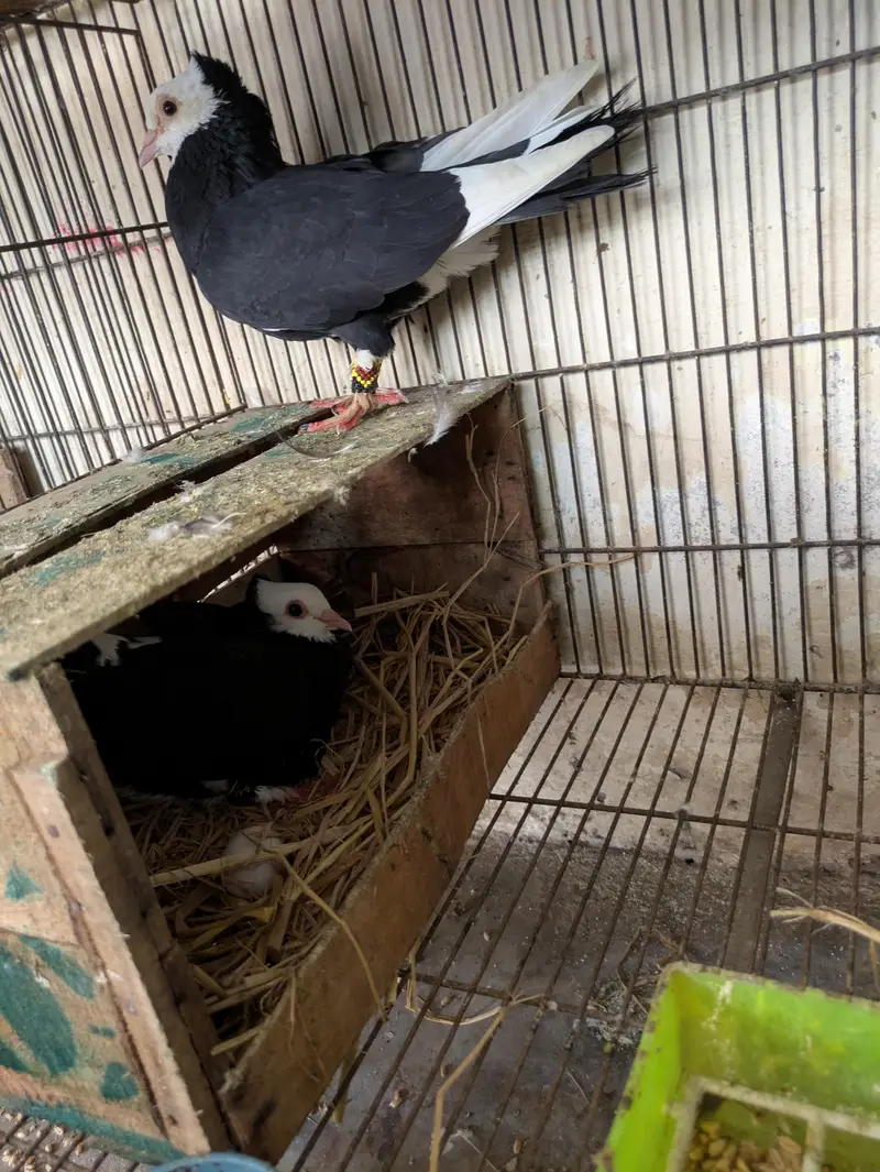 Sherazi peigon Urgent sale — photo 8