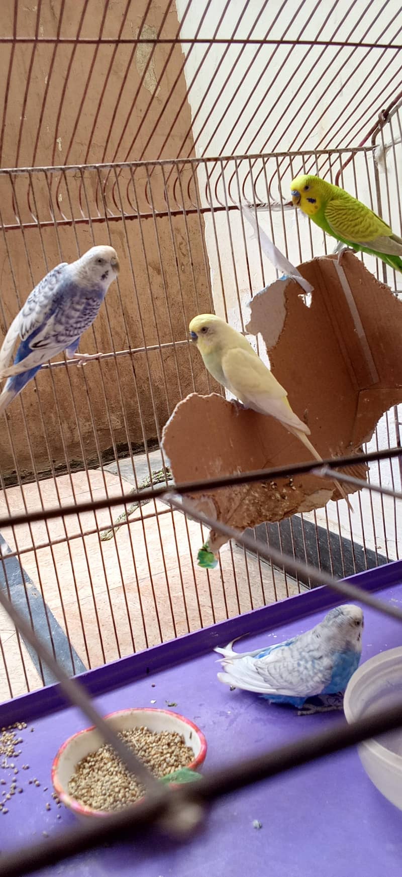 Budgies 0