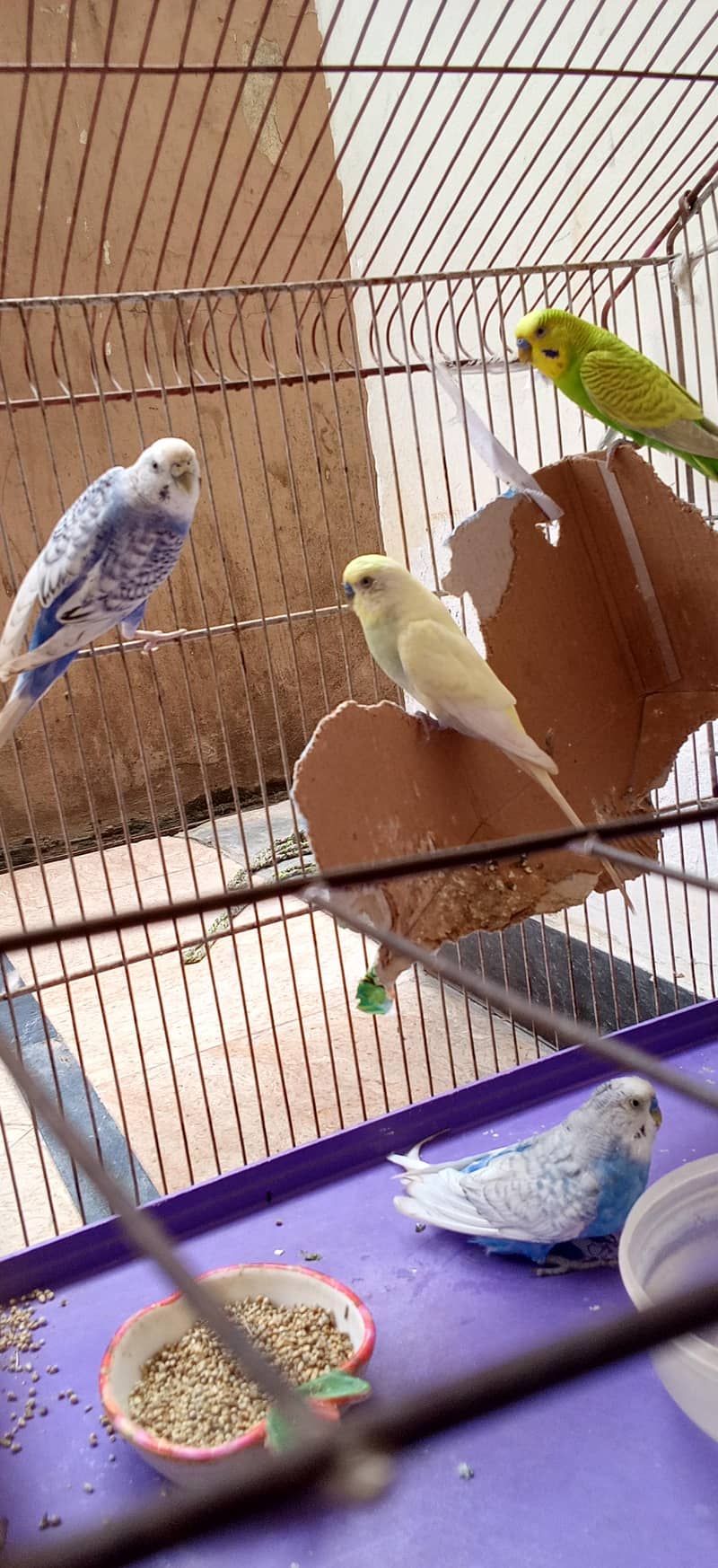 Budgies 1