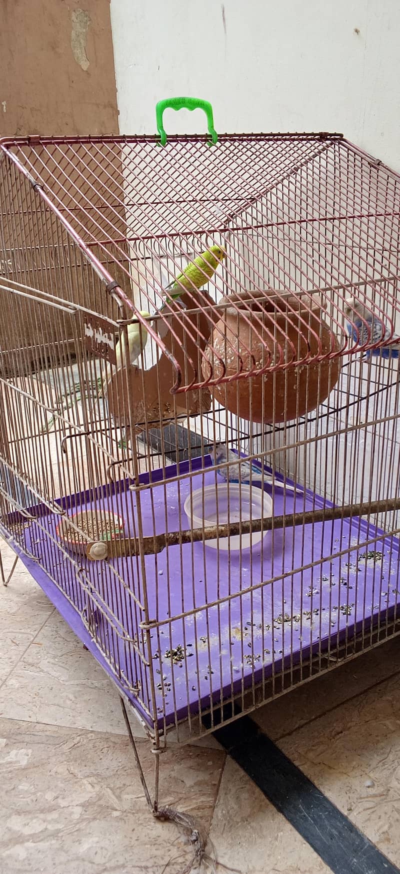 Budgies 2
