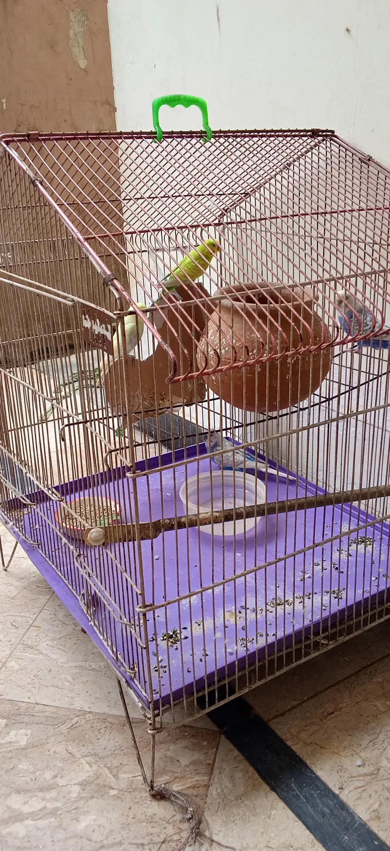 Budgies — photo 3