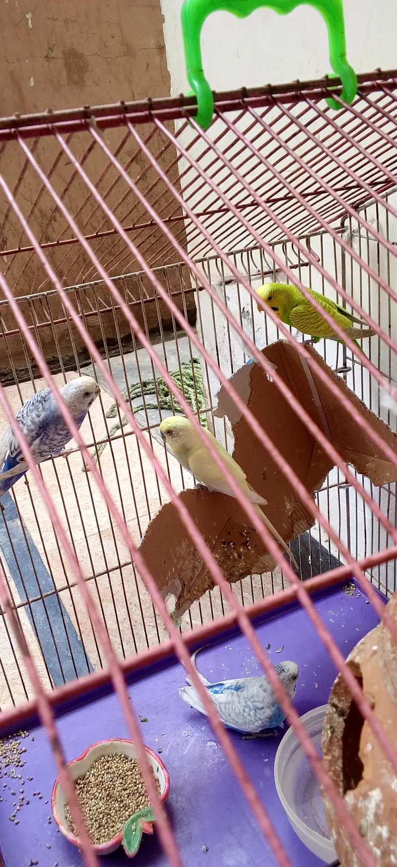 Budgies — photo 4