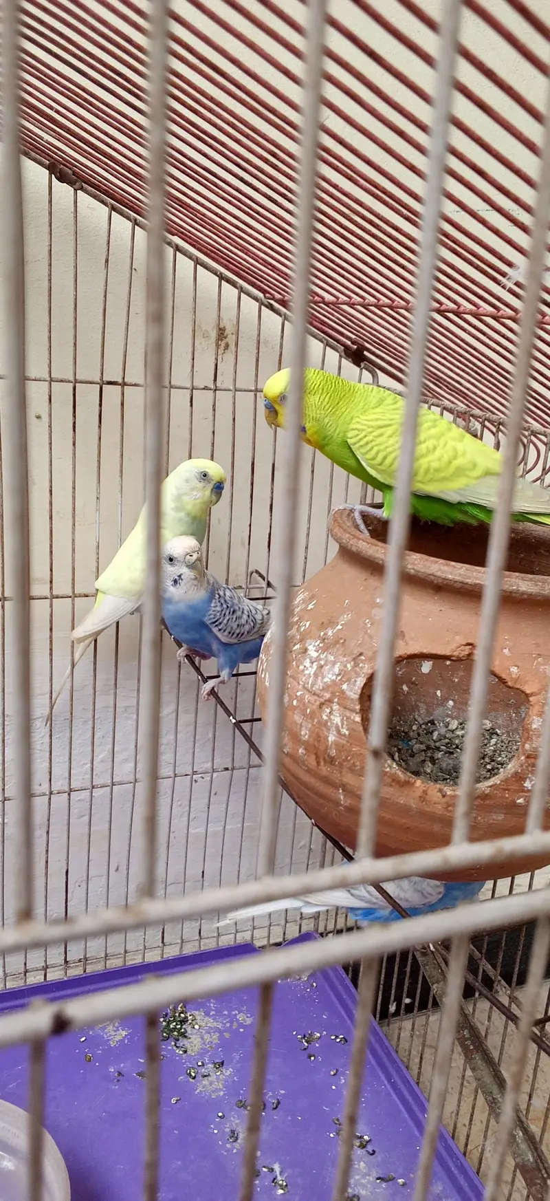Budgies — photo 5