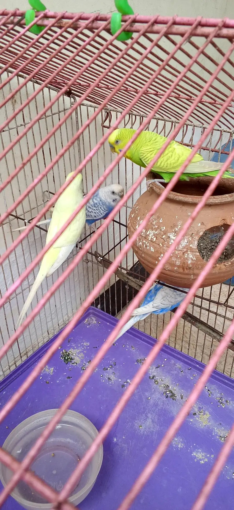 Budgies — photo 6
