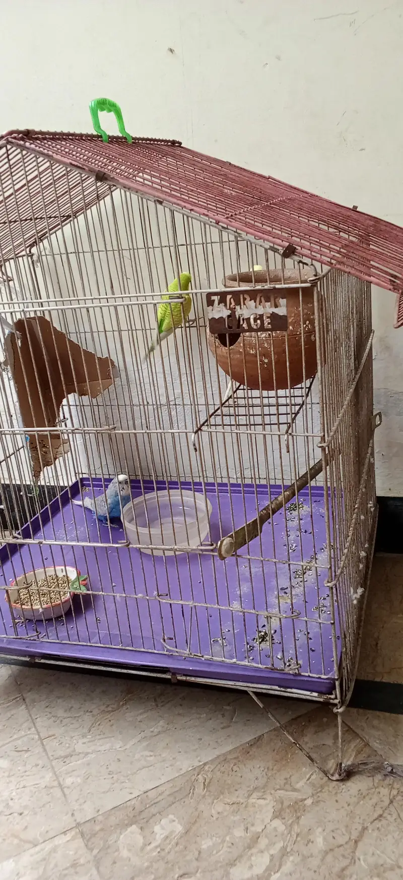 Budgies — photo 7