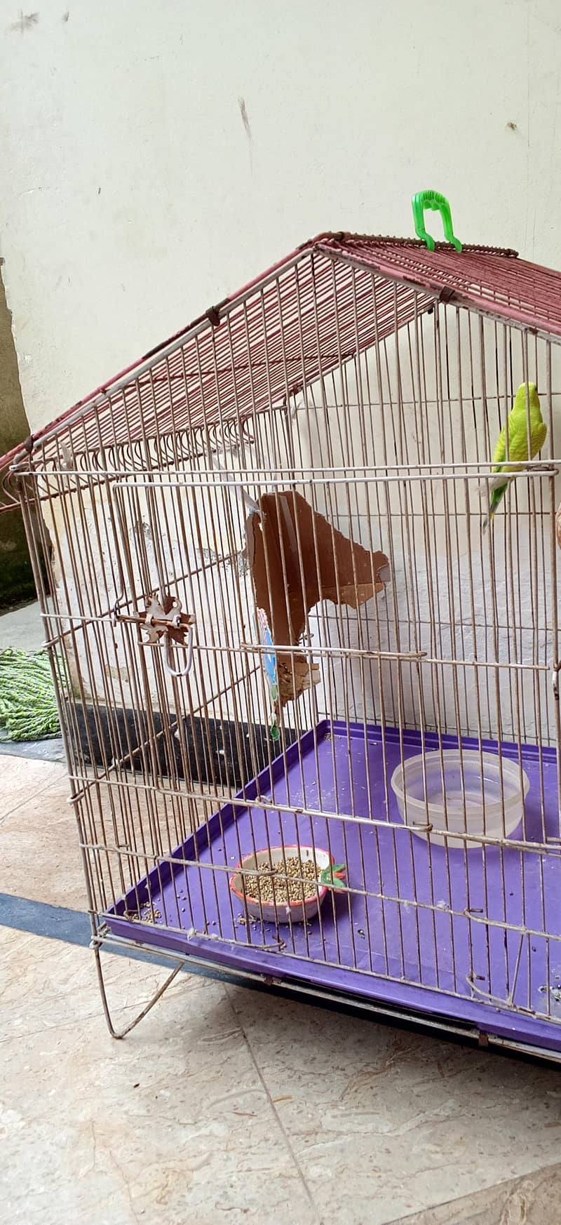 Budgies 7