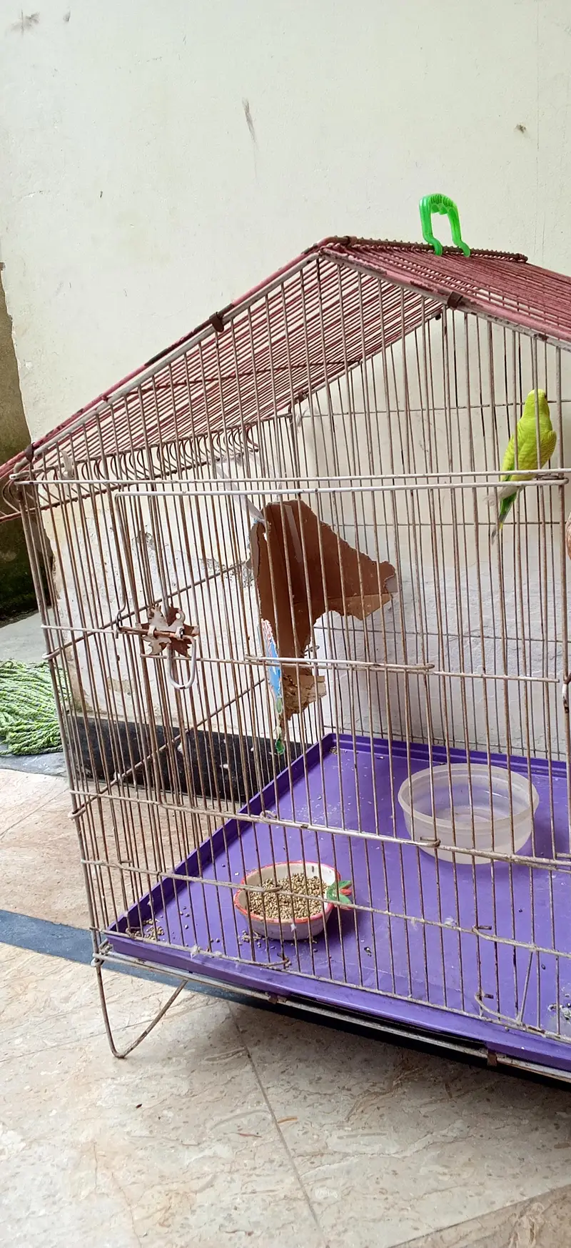 Budgies — photo 8