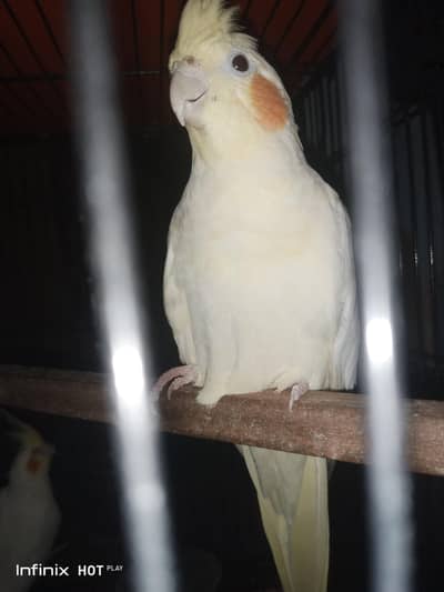 common white cocktail pair