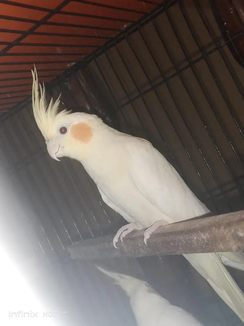 common white cocktail pair — photo 2