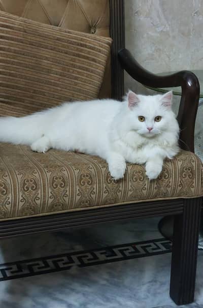 cat for sale