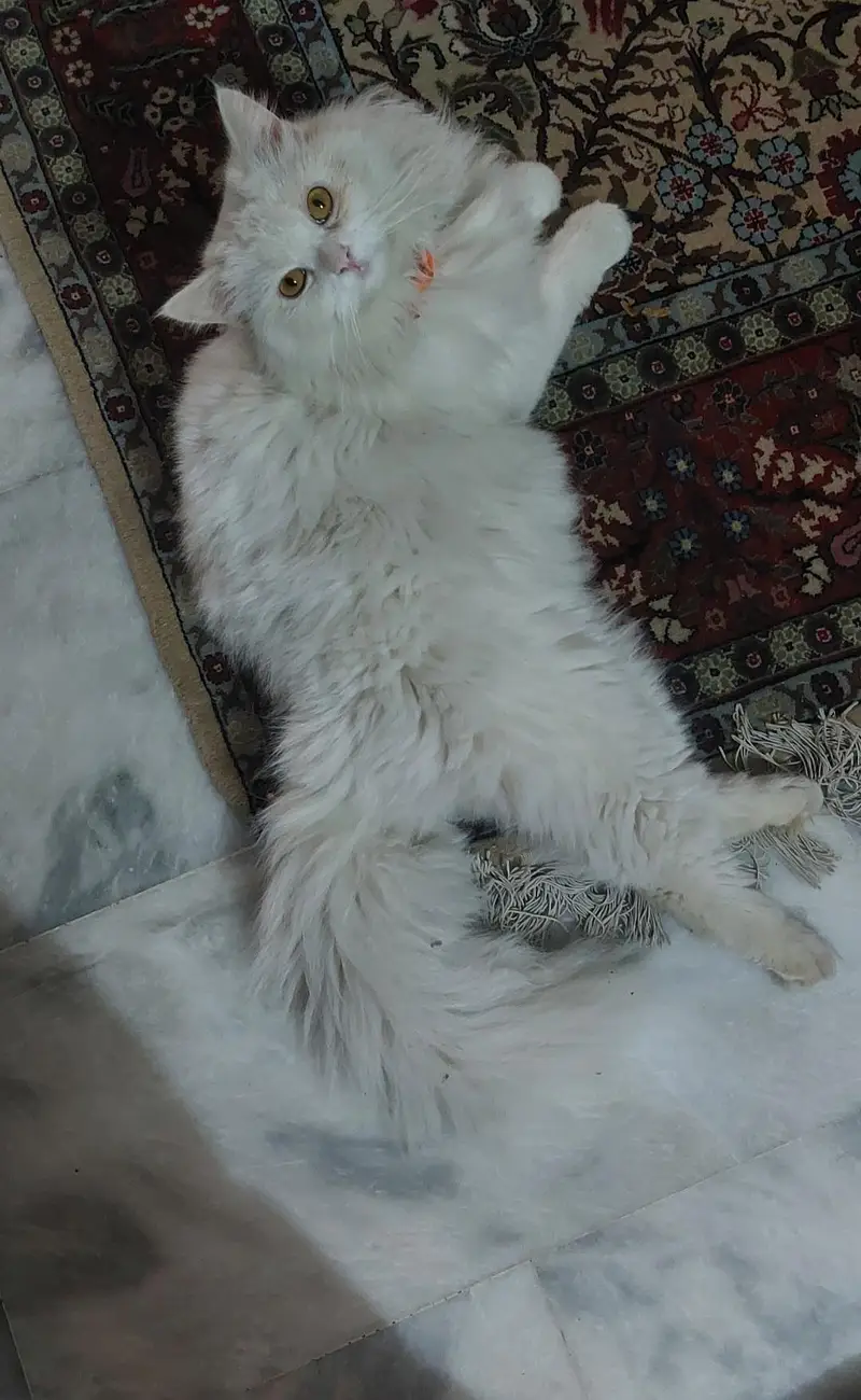 cat for sale — photo 2