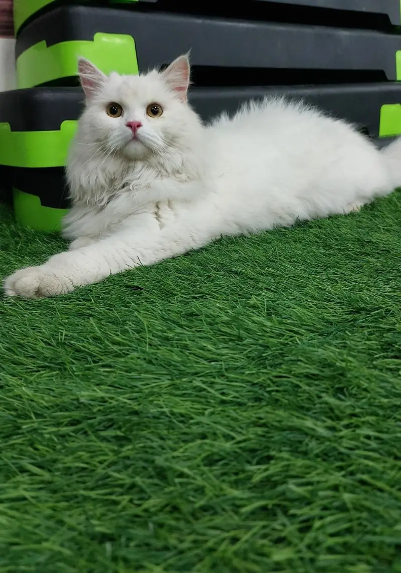 cat for sale — photo 3