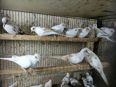 Pied doves 0324 4333108