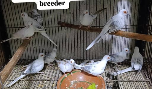 Pied doves 0324 4333108