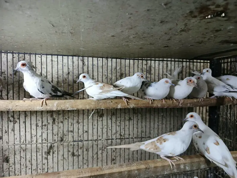 Pied doves 0324 4333108 — photo 2