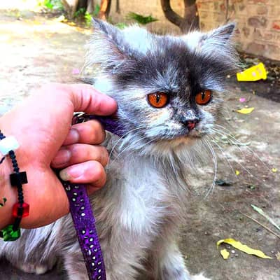 persian cat