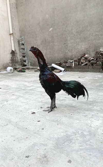 dragon or thai pakoye chicks available,age 15 days