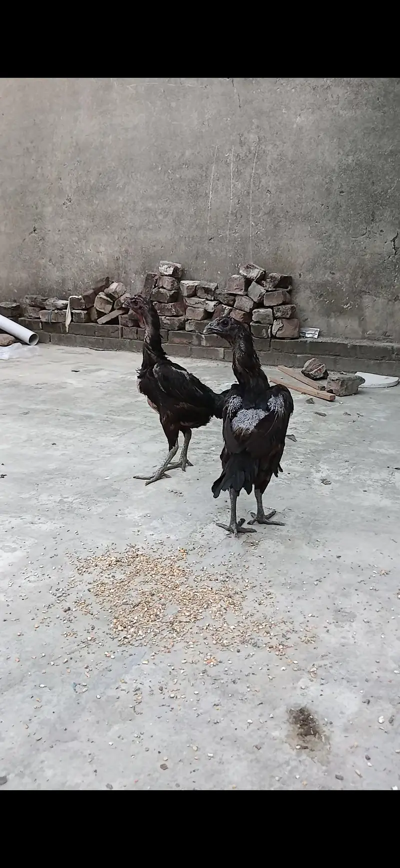 dragon or thai pakoye chicks available,age 15 days — photo 2