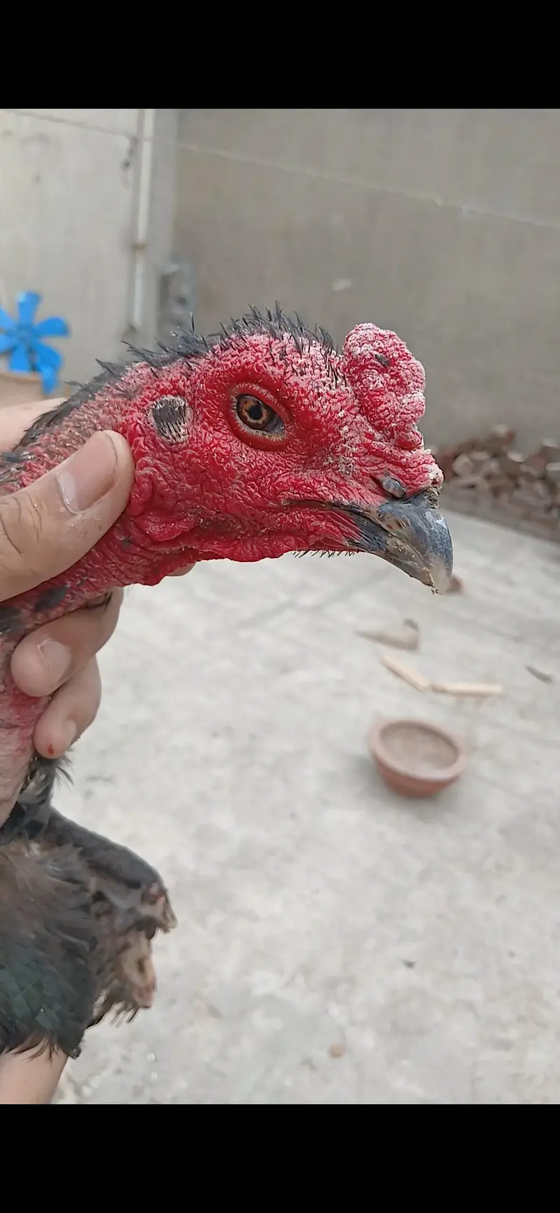 dragon or thai pakoye chicks available,age 15 days — photo 3