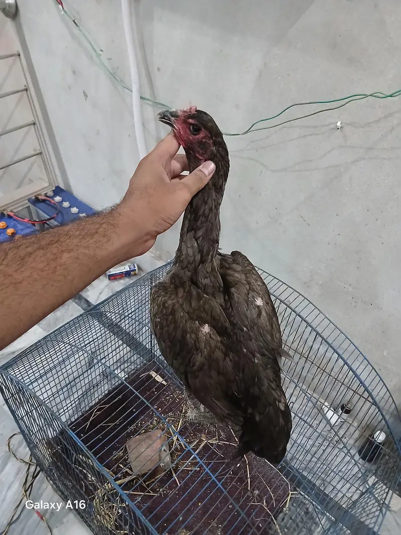 dragon or thai pakoye chicks available,age 15 days — photo 4