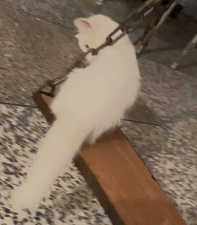 persial doll face tripple cout long hair cat