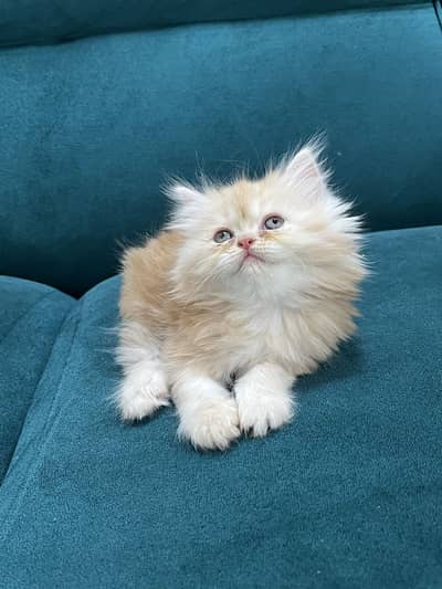 Persian kittens for sale male female both available