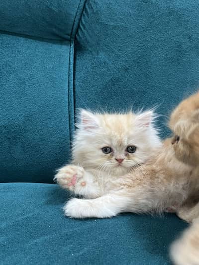 Persian kittens for sale male female both available